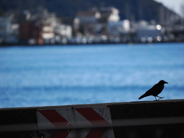 OM SYSTEM M.ZUIKO DIGITAL ED 50-200mm F2.8 IS PRO作例：海辺を散歩するカラス