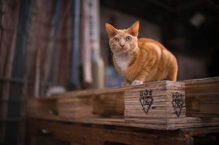 Leica ノクティルックスM F1.2/35mm ASPH.作例：チャトラ猫