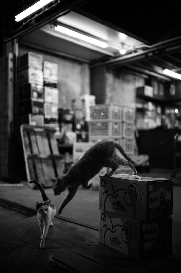 Leica ノクティルックスM F1.2/35mm ASPH.作例：モノクロで撮影した香港の猫