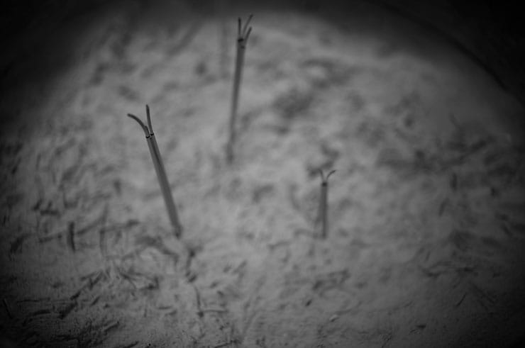 Leica ノクティルックスM F1.2/35mm ASPH.作例：モノクロで撮影したお線香