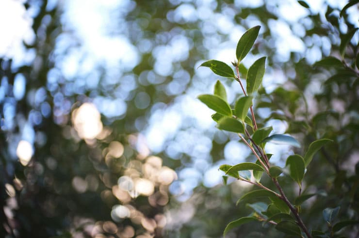 Leica ノクティルックスM F1.2/35mm ASPH.作例：植物