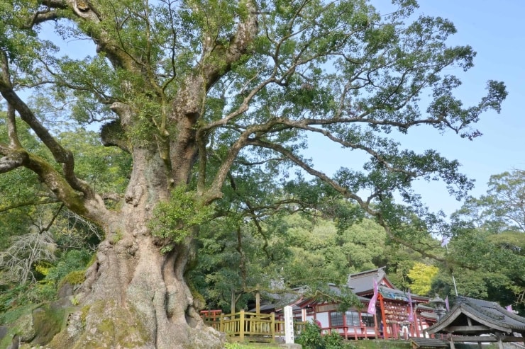 Nikon Z50 IIの作例画像