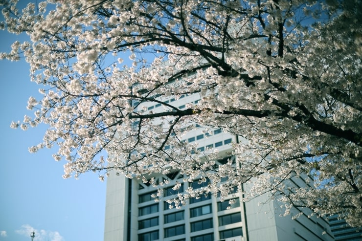 CANON RF45mm F1.2 STMの作例⑦