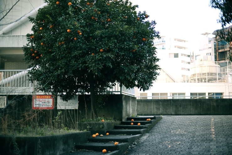 CANON RF45mm F1.2 STMの作例⑤