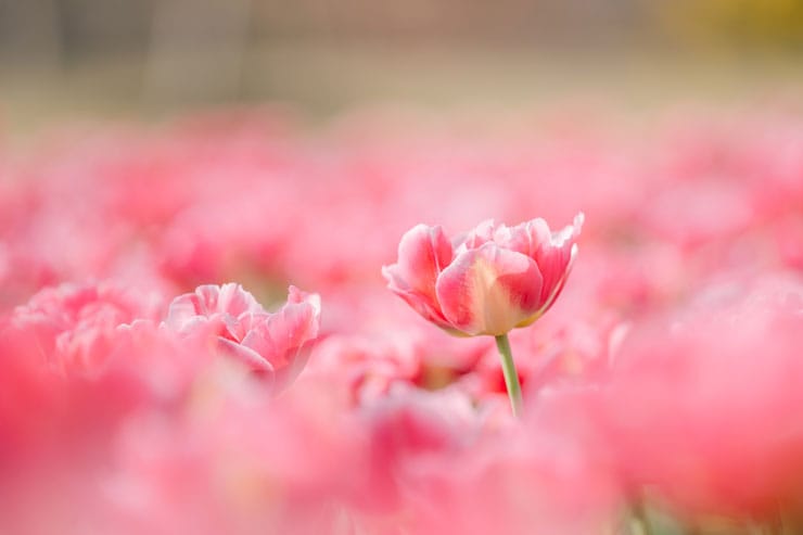 作例：チューリップ