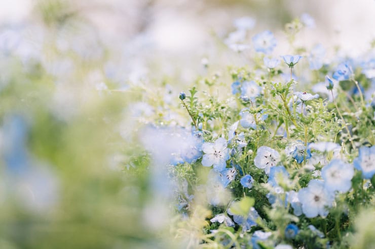 作例：ネモフィラ
