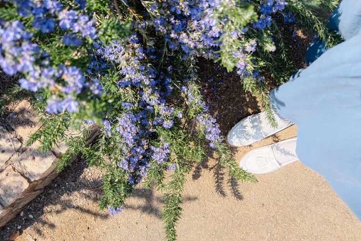 作例：ローズマリーと白い靴を履いた女性