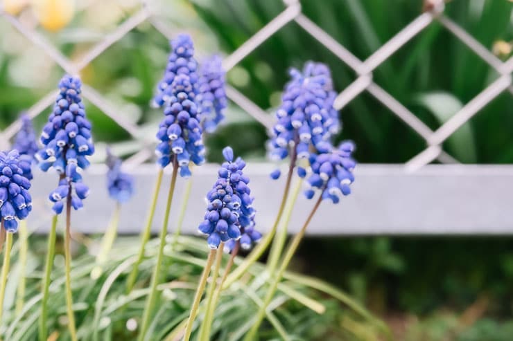 作例：ムスカリ