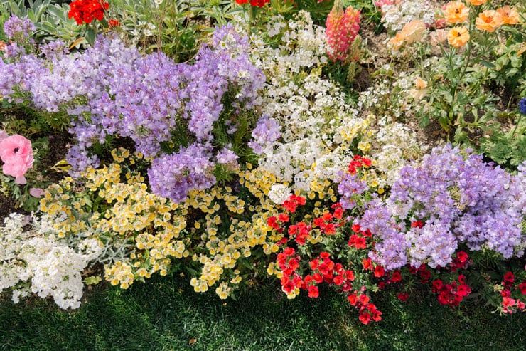 作例：様々な花