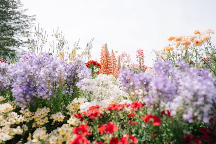 作例：様々な花