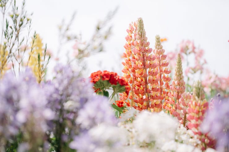 作例：様々な花の奥に咲くルピナス