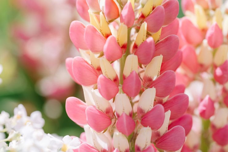 作例：マクロレンズで撮影したルピナス