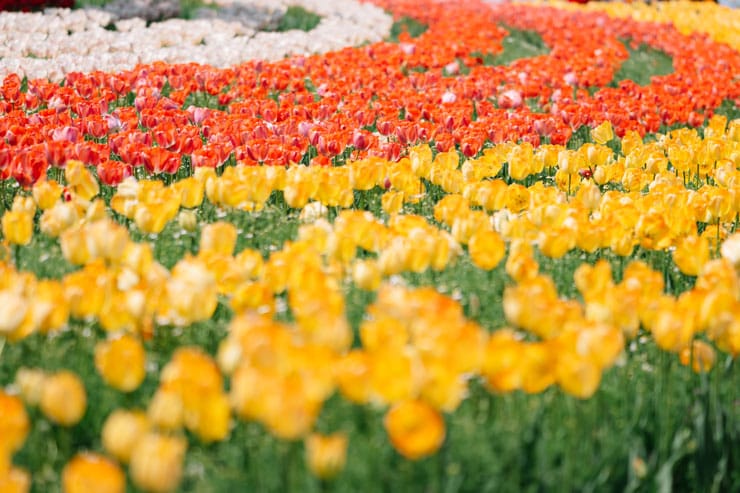 作例：三色のチューリップの群生