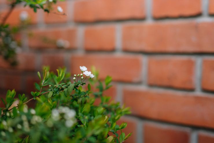 作例：小さい白い花