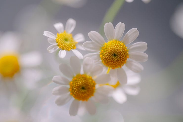 作例：カモミール