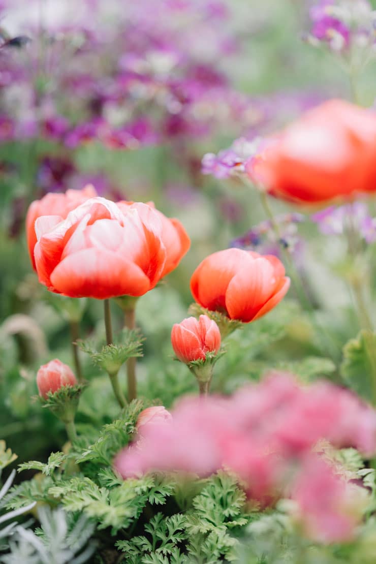 作例：アネモネ