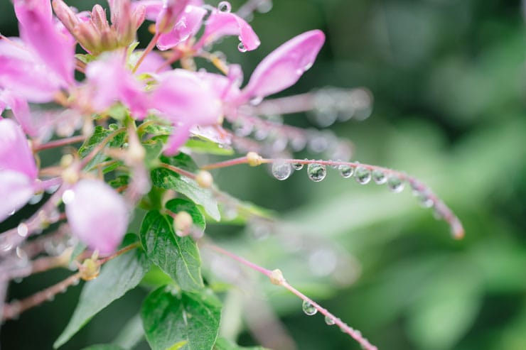 作例：雨粒のついた花