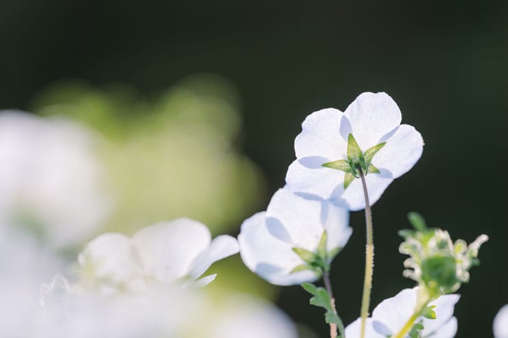 作例：後ろから撮影したビオラ