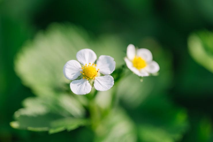 作例：小さい白い花