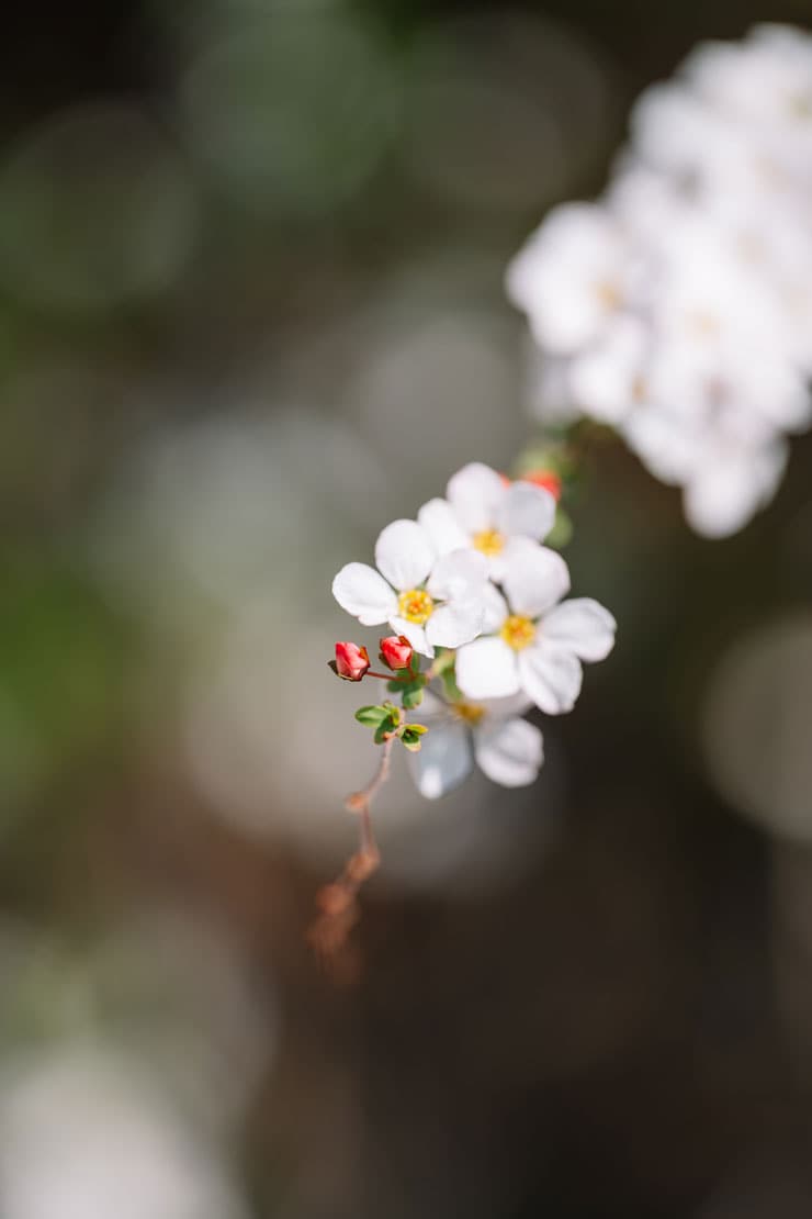 作例：小さい白い花