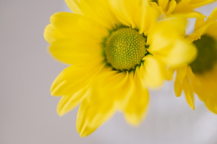 作例：黄色い花