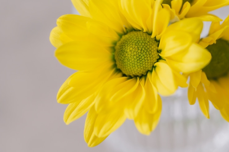 作例：黄色い花