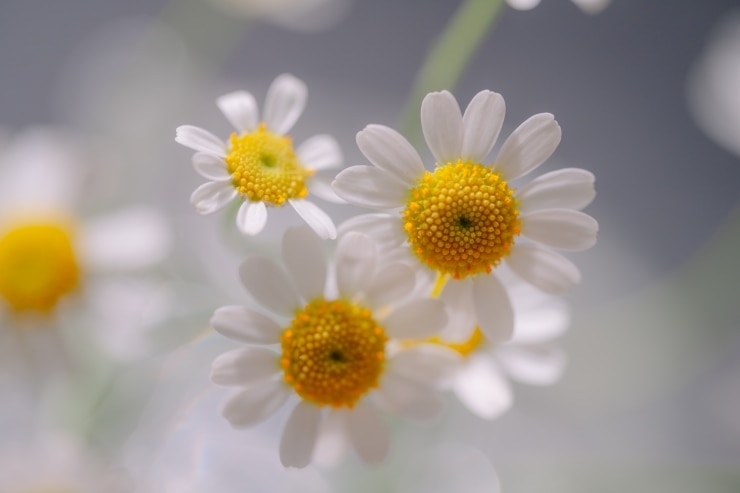 花撮影の楽しみ方 × 写真家 鎌田風花 | スマホからデジタルカメラまで。身近な花撮影を楽しもう！キービジュアル