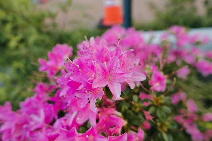 Panasonic LUMIX L10の作例画像
