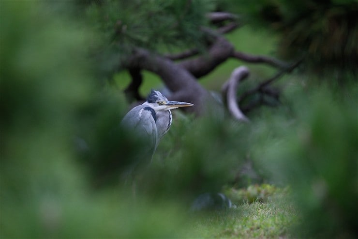 鳥の写真3