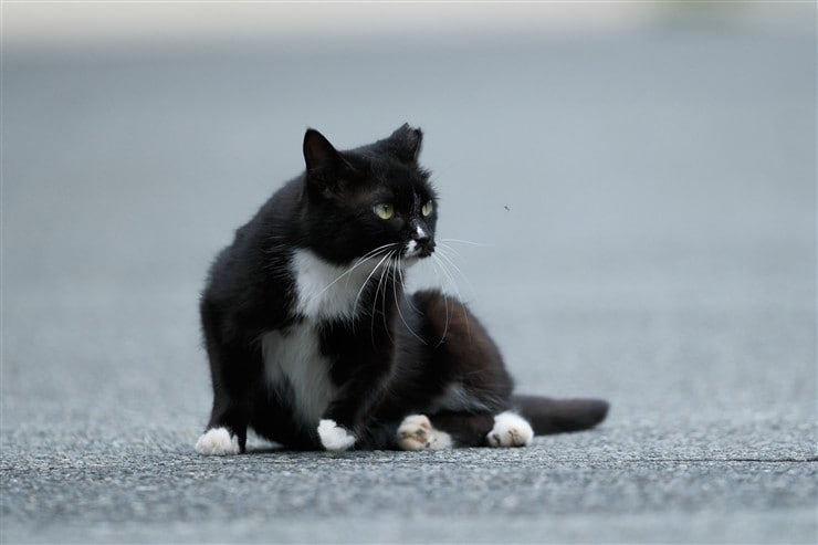 外の猫