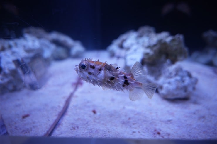 ハリセンボン