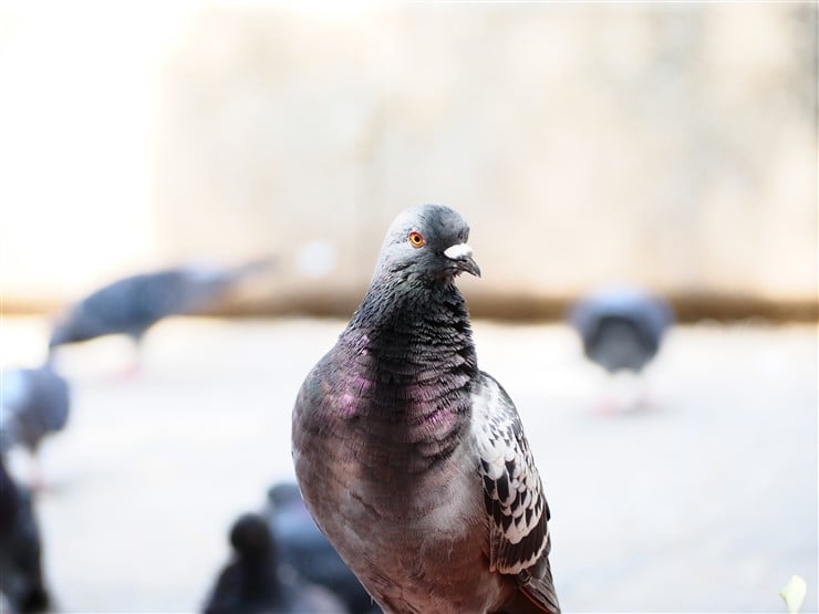 作例06_ハト