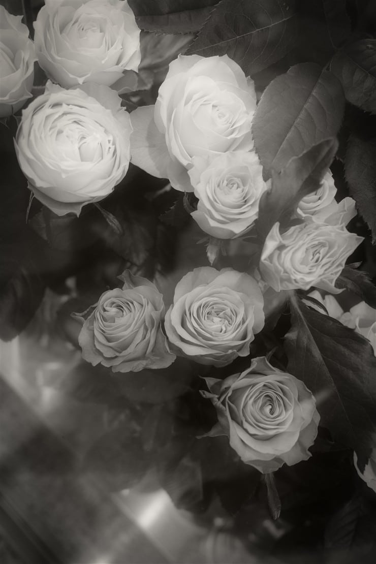 花の写真
