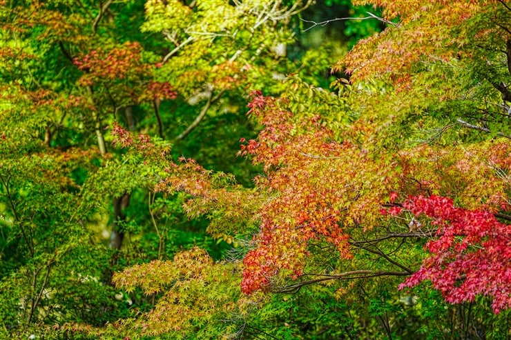 紅葉