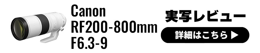 Canon RF200-800mm F6.3-9 実写レビュー