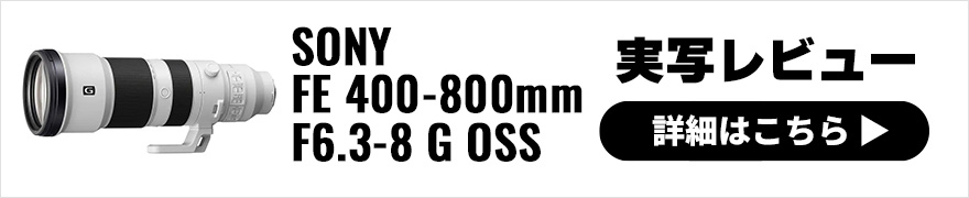 SONY FE 400-800mm F6.3-8 G OSS 実写レビュー×写真家 桃井一至 | 視覚を超えた迫力の望遠撮影