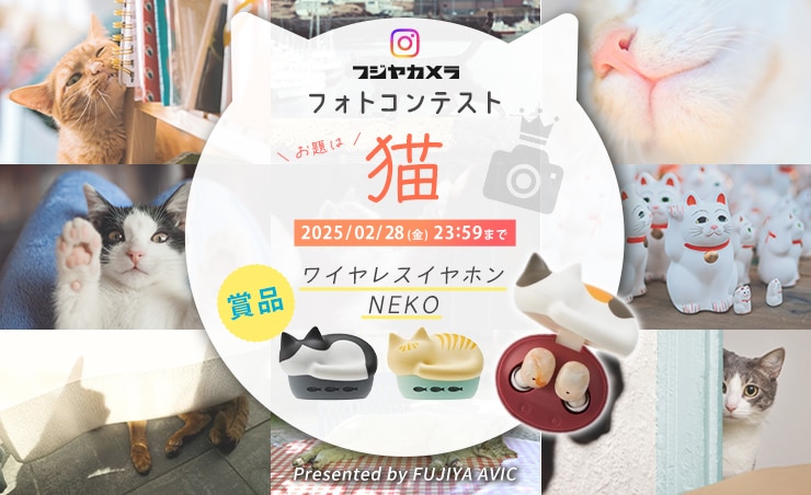 フジヤカメラフォトコンテスト“猫”(2025年2月)