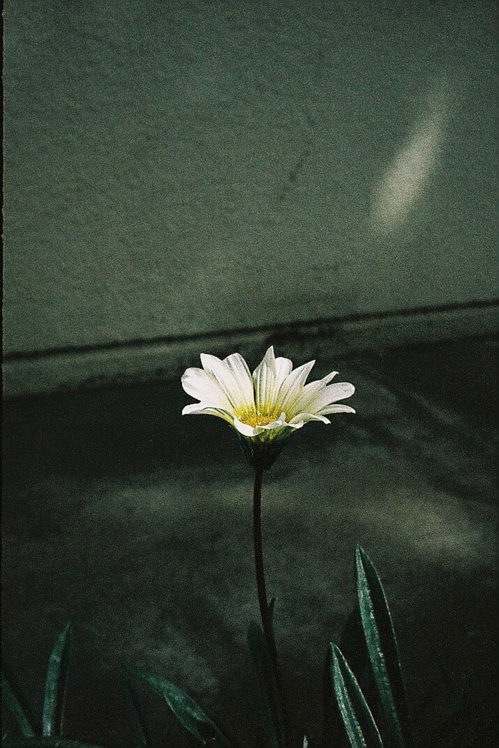 作例写真2