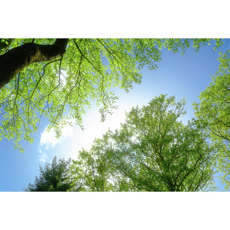 43mm ブラックミスト1/2