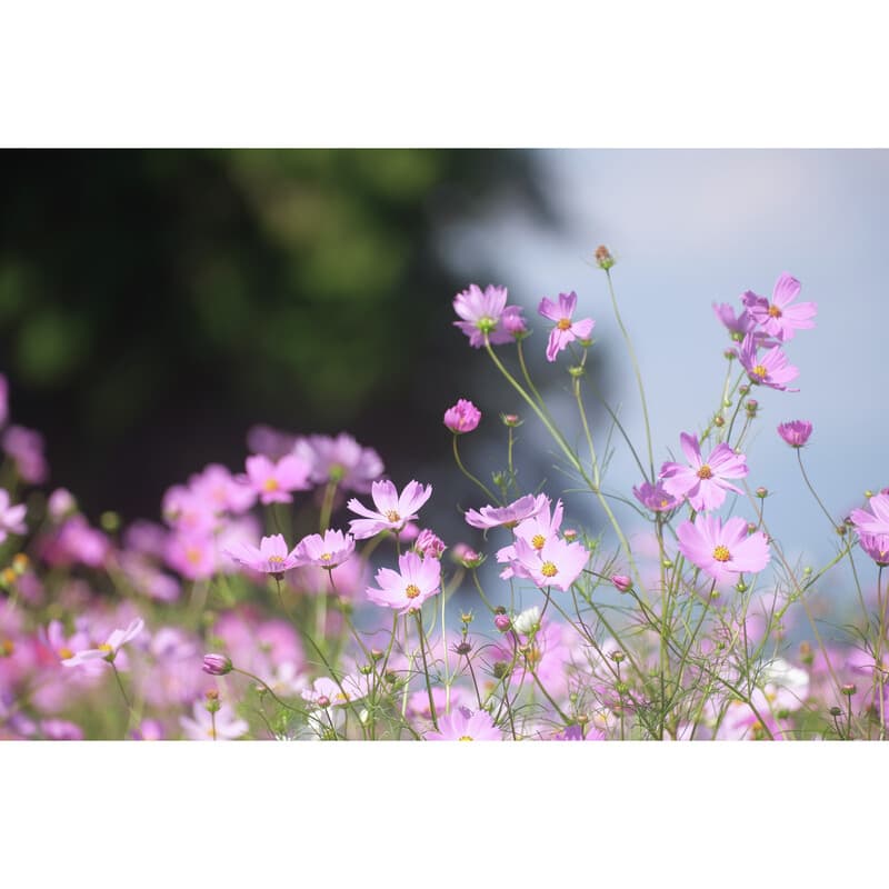 43mm ブラックミスト1/4