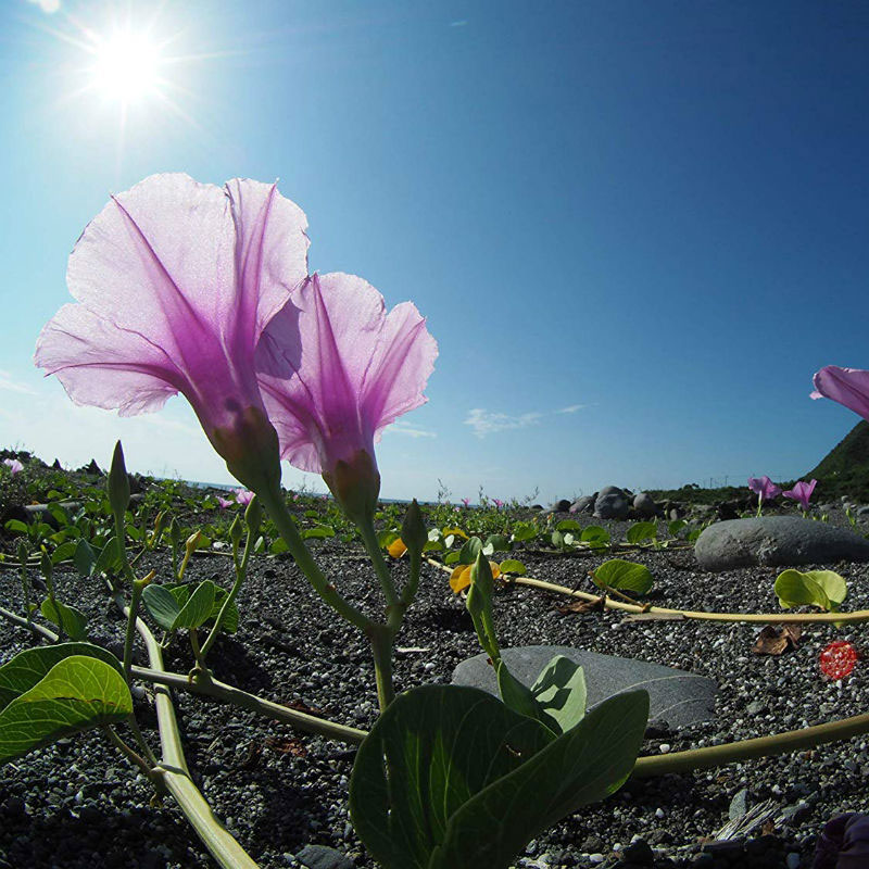 FS 7.5mm F3.2 MFT
