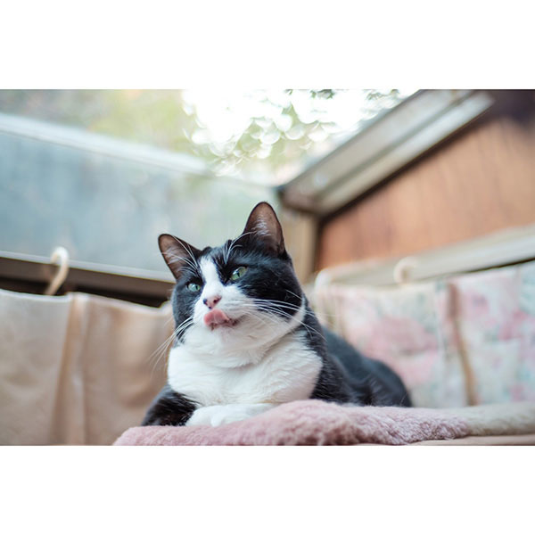 7Artisans 50mm F1.1 ブラック ライカMマウント 5011LMB