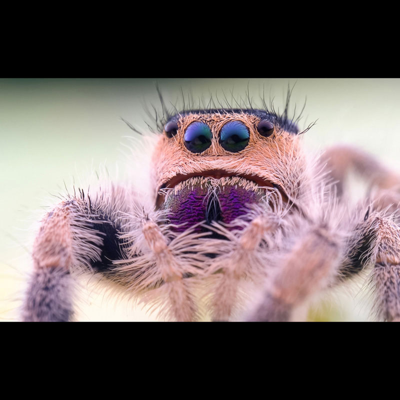 65mm F2.8 2X Ultra Macro APO Nikon Z