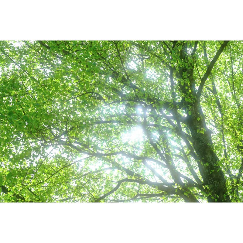 43mm ブラックミスト1/2