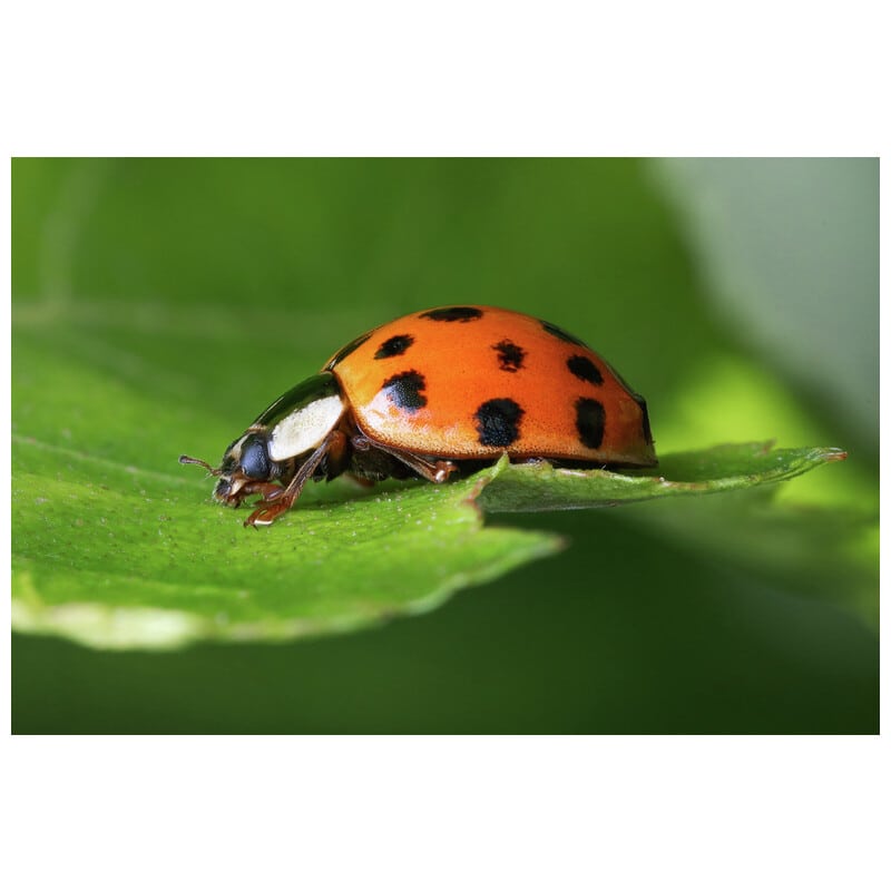 180mm F4.5 1.5x Ultra Macro APO ニコンZマウント(AF) LAO0836