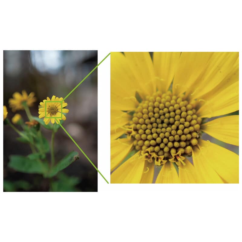 AF 35mm F1.4 P FE ソニーEマウント
