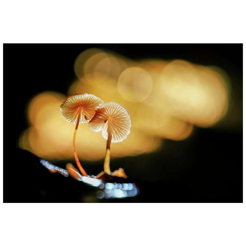 180mm F4.5 1.5x Ultra Macro APO ニコンZマウント(AF) LAO0836