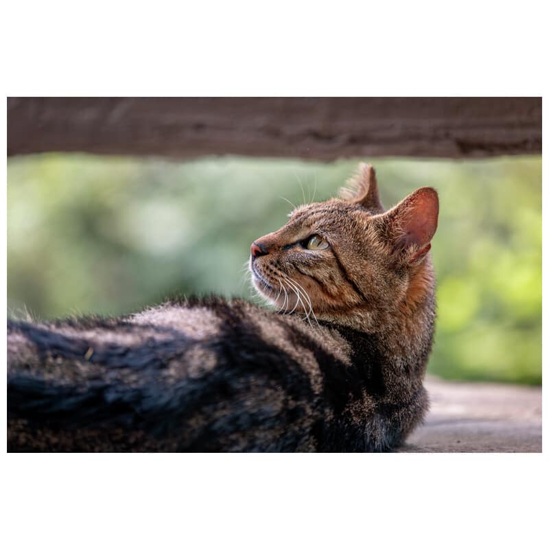 180mm F4.5 1.5x Ultra Macro APO ニコンZマウント(AF) LAO0836