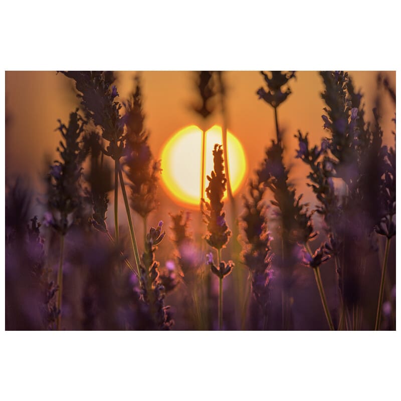 180mm F4.5 1.5x Ultra Macro APO ニコンZマウント(AF) LAO0836